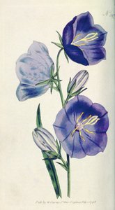 Campanilla de color melocotón (Campanula persicifolia var. maxima), lámina 397 de The Botanical Magazine de William Curtis (o Flower Garden Displayed), pub. 1792